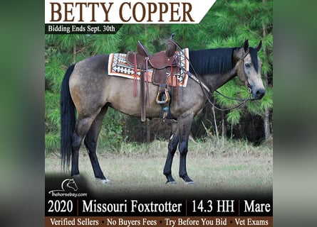 Missouri Foxtrotter, Stute, 6 Jahre, 150 cm, Buckskin