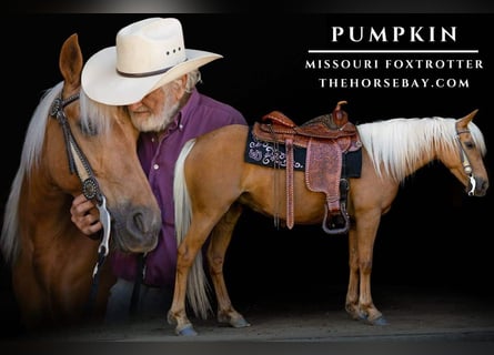 Missouri Foxtrotter, Stute, 7 Jahre, 142 cm, Palomino