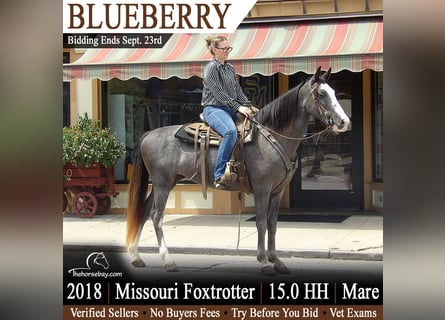 Missouri Foxtrotter, Stute, 8 Jahre, 152 cm, Roan-Blue