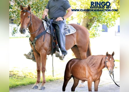 Missouri Foxtrotter, Wallach, 10 Jahre, 152 cm, Rotfuchs