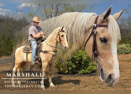 Missouri Foxtrotter, Wallach, 11 Jahre, Palomino