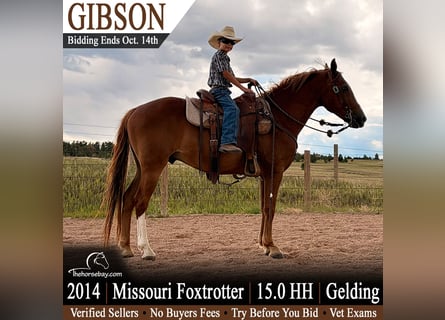 Missouri Foxtrotter, Wallach, 12 Jahre, 152 cm, Dunkelfuchs