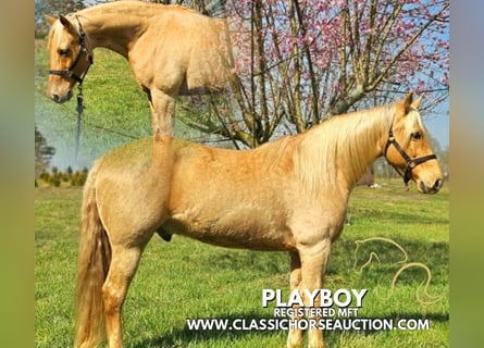 Missouri Foxtrotter, Wallach, 12 Jahre, 152 cm, Palomino