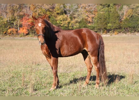 Missouri Foxtrotter, Wallach, 13 Jahre, 145 cm, Dunkelfuchs