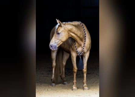 Missouri Foxtrotter, Wallach, 13 Jahre, 152 cm, Palomino