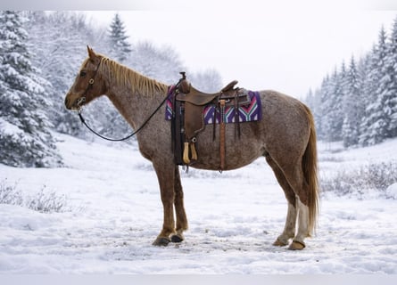 Missouri Foxtrotter, Wallach, 14 Jahre, 150 cm, Roan-Red