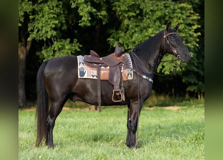 Missouri Foxtrotter, Wallach, 14 Jahre, 152 cm, Rappe