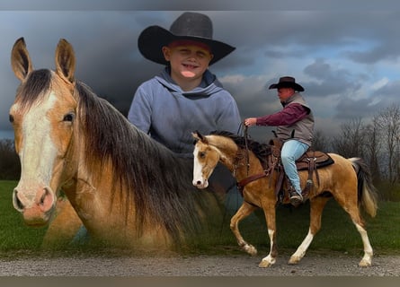 Missouri Foxtrotter Mix, Wallach, 3 Jahre, 152 cm, Buckskin