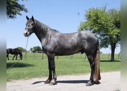 Missouri Foxtrotter, Wallach, 4 Jahre, 163 cm, Roan-Blue