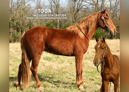 Missouri Foxtrotter, Wallach, 6 Jahre, 142 cm, Rotfuchs