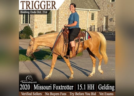 Missouri Foxtrotter, Wallach, 6 Jahre, 155 cm, Palomino