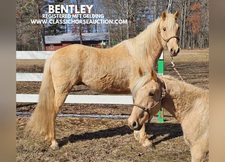 Missouri Foxtrotter, Wallach, 7 Jahre, 152 cm, Palomino