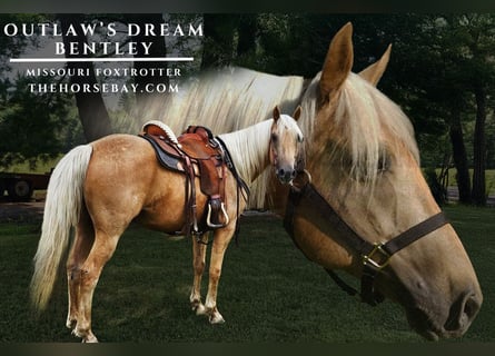 Missouri Foxtrotter, Wallach, 7 Jahre, 155 cm, Palomino