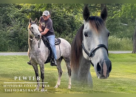 Missouri Foxtrotter, Wallach, 7 Jahre, 160 cm, Apfelschimmel