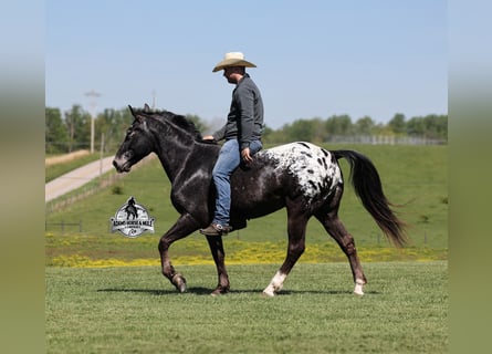 Missouri Foxtrotter, Wallach, 8 Jahre, 155 cm, Rappe