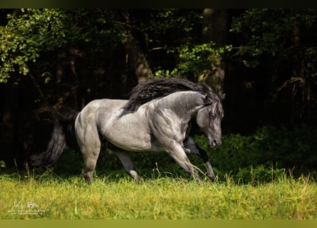 American Quarter Horse, Stallion, 12 years, 15.1 hh, Roan-Blue