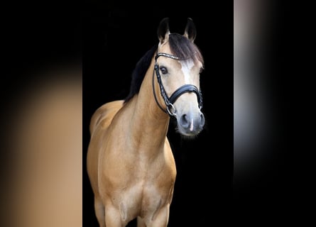 More ponies/small horses, Gelding, 10 years, 13,2 hh, Buckskin