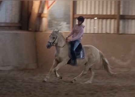 Weitere Ponys/Kleinpferde Mix, Wallach, 10 Jahre, 13,2 hh, Palomino