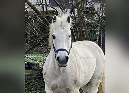 More ponies/small horses, Gelding, 10 years, 14.1 hh, Gray