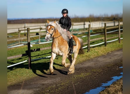 More ponies/small horses, Gelding, 11 years, 14 hh, Palomino