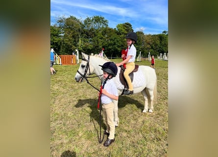More ponies/small horses, Gelding, 17 years, 12 hh, Gray