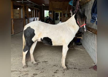 More ponies/small horses, Gelding, 3 years, 13,1 hh, Pinto