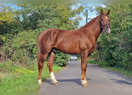 Weitere Ponys/Kleinpferde, Wallach, 3 Jahre, 14,2 hh