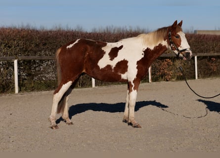 More ponies/small horses, Gelding, 3 years, 14 hh, Pinto