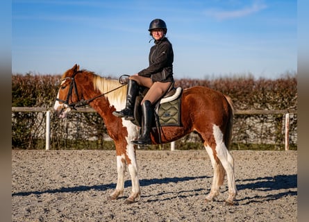 More ponies/small horses, Gelding, 3 years, 14 hh, Pinto