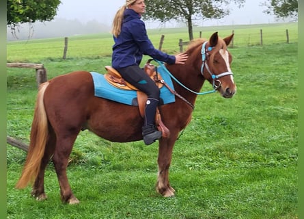 More ponies/small horses, Gelding, 4 years, 14.1 hh, Chestnut-Red