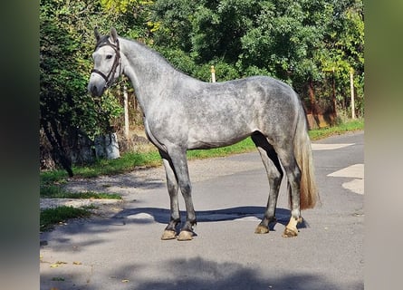 Weitere Ponys/Kleinpferde, Wallach, 4 Jahre, 14,1 hh