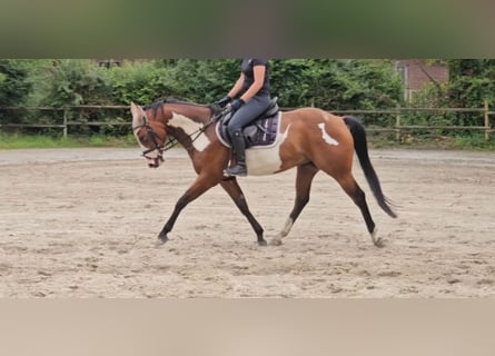 More ponies/small horses, Gelding, 4 years, 14.3 hh, Pinto