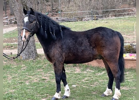 More ponies/small horses, Gelding, 5 years, 12,2 hh, Bay-Dark