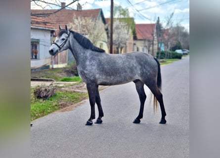 More ponies/small horses, Gelding, 5 years, 14 hh, Gray-Dapple