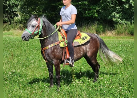More ponies/small horses, Gelding, 5 years, 14 hh, Gray-Dapple