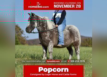 More ponies/small horses, Gelding, 6 years, 10 hh