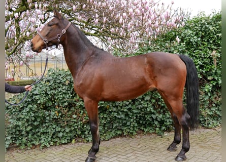More ponies/small horses, Gelding, 6 years, 16.1 hh