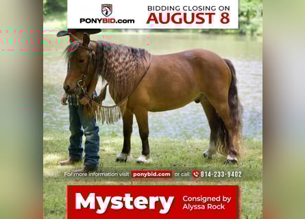 More ponies/small horses, Gelding, 6 years, 9.1 hh, Sorrel