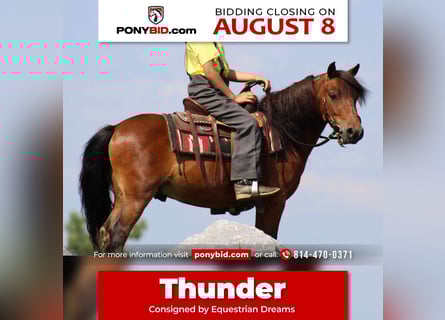 More ponies/small horses, Gelding, 8 years, 10.3 hh, Bay