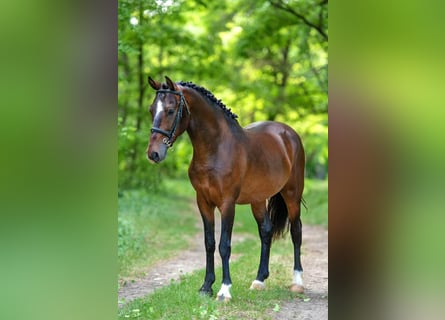 More ponies/small horses, Gelding, 8 years, 13.1 hh, Brown