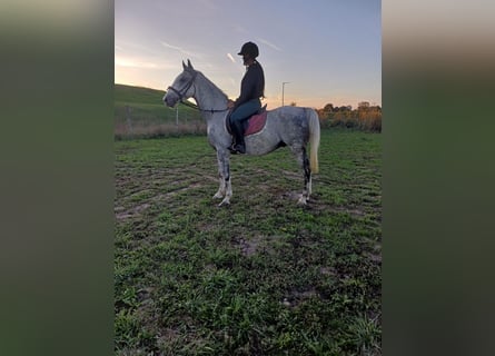 Weitere Ponys/Kleinpferde, Wallach, 8 Jahre, 15,1 hh