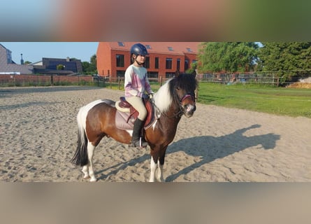 More ponies/small horses, Gelding, 9 years, 12.1 hh, Pinto