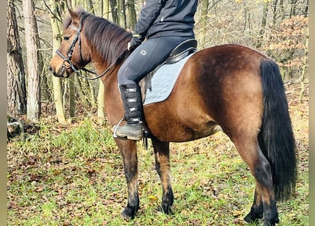 More ponies/small horses, Gelding, 9 years, 14,1 hh, Brown