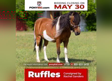 More ponies/small horses, Gelding, 9 years, Bay