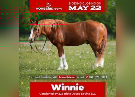 More ponies/small horses, Gelding, 9 years, Sorrel