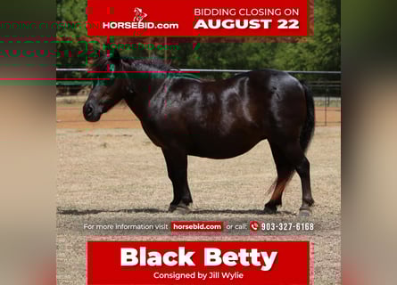 More ponies/small horses, Mare, 10 years, 8.1 hh, Brown