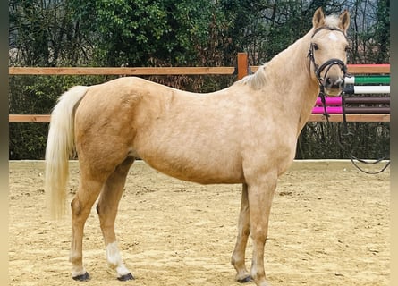 More ponies/small horses, Mare, 11 years, 13,1 hh, Palomino