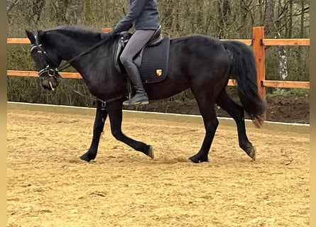 More ponies/small horses, Mare, 14 years, 15.1 hh, Black