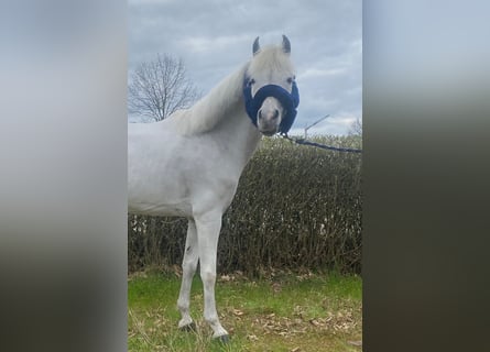 More ponies/small horses, Mare, 15 years, 12.1 hh, Gray