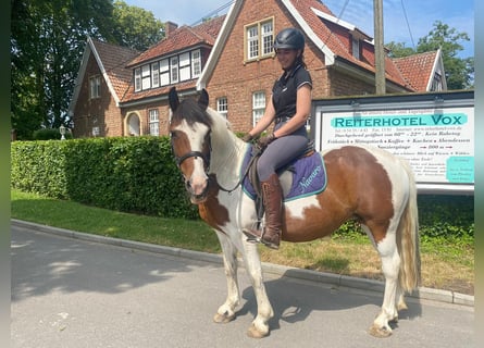 More ponies/small horses, Mare, 15 years, 13.3 hh, Pinto